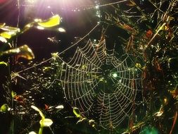 The spider web in the dark forest with sunrays