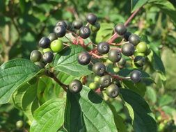 fruits on the dogwood bush