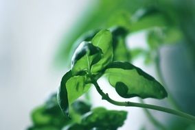 fresh herbs basil