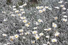 meadow with summer wildflowers