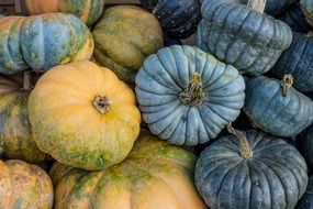 pumpkins in autumn