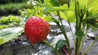 strawberries in the garden