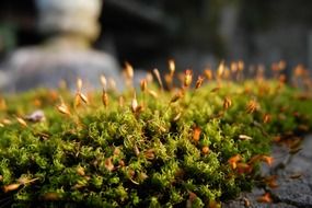 fresh japan moss