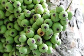 exotic green berries on a bush in vietnam