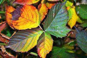 bramble autumn colorful leaves closeup