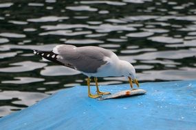 the seagull eats fish on the surface of the boat