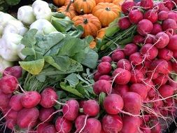 lot of radish in the vegetable market