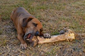 hungry dog and a huge bone
