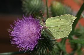 white butterfly on a thistle