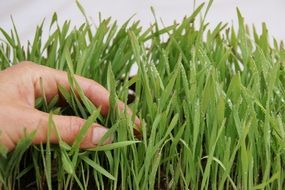 germination, hand in green grass