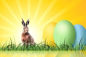 hare o green grass with colorful eggs sunrise screne