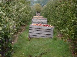 apple plantation