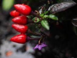 ornamental peppers