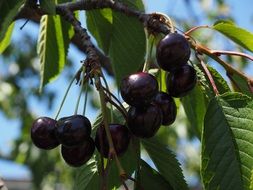 dark ripe cherries on a branch close up