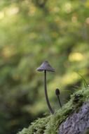 small wild mushroom on moss