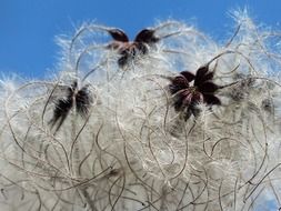 clematis vitalba soft fluffy seeds