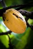 Cocoa bean tree in Brazil