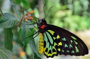 colorful butterfly in the tropics close up on a blurred background