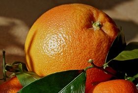 closeup view of tasty mandarins