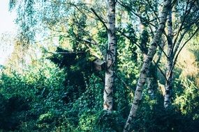 birch trees in a green forest