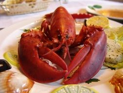 Lobster on the table