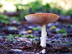 Forest mushroom grows in autumn