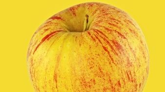 Gala apple on a yellow background