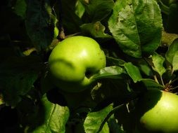 green apples in sun glare