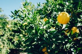 orange trees with fruits in garden