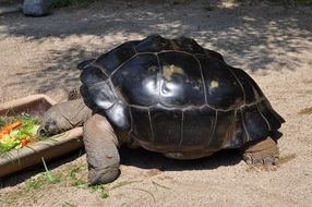 giant tortoise is eating vegetables at the zoo