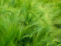 barley cereals