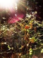 cobweb in the sunlight