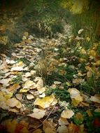 path forest