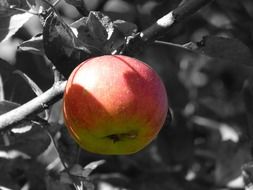 apple in sun glare, monochrome image