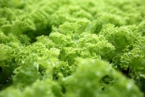 nature green fresh food