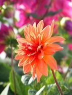 orange wild flower in a garden