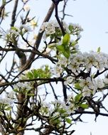 flowering fruit tree branch