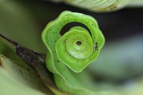 leaf roll