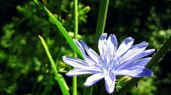 cute flower plant bloom macro