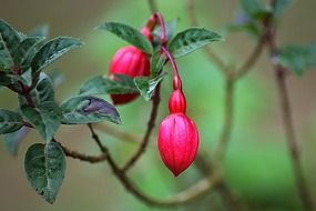 Red fuhsia flowers