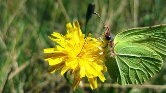 green butterfly on dandelion