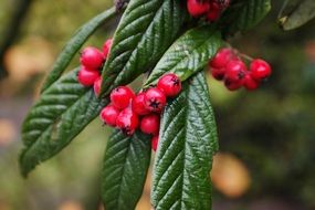 red cotoneaster berries