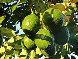 avocado fruits on branch