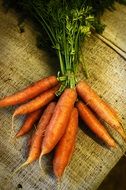 Beautiful organic orange carrot