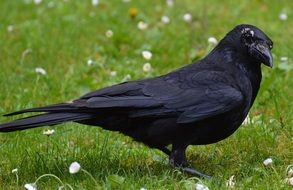 black raven on a green grass close-up on blurred background