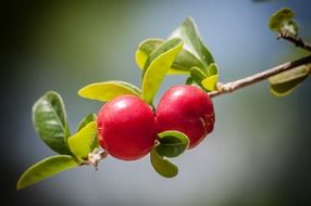 cherries tree