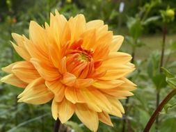 nice dahlia