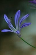 agapanthus floral plant