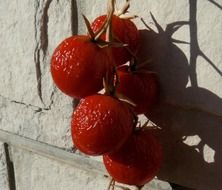 Red tomatoes dried on a sun