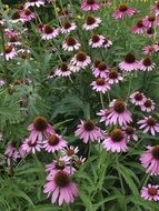 pink flowers in a clearing with green grass